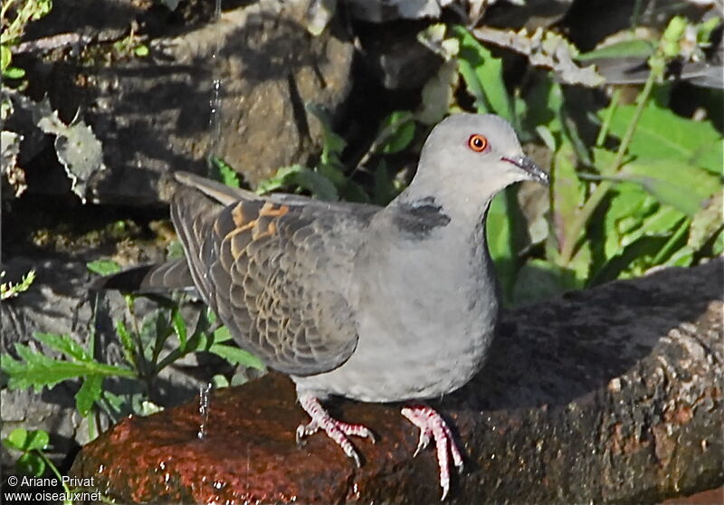 Dusky Turtle Doveadult