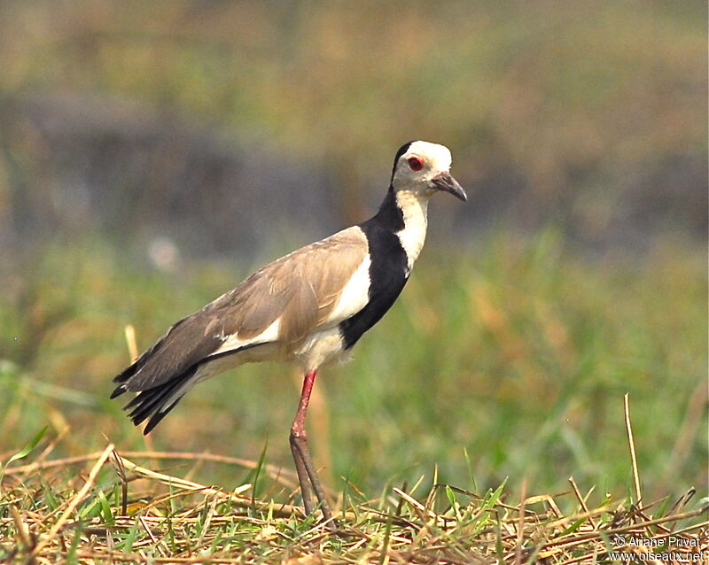 Vanneau à ailes blanches