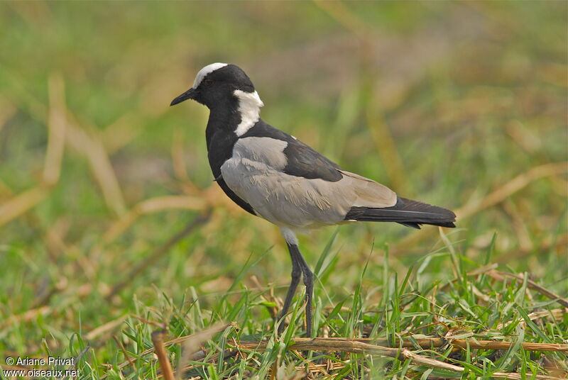 Blacksmith Lapwing