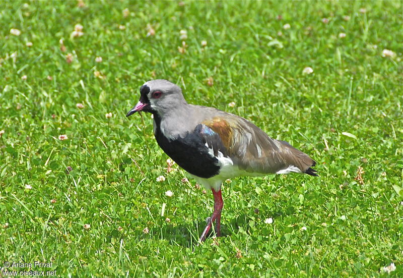 Southern Lapwing