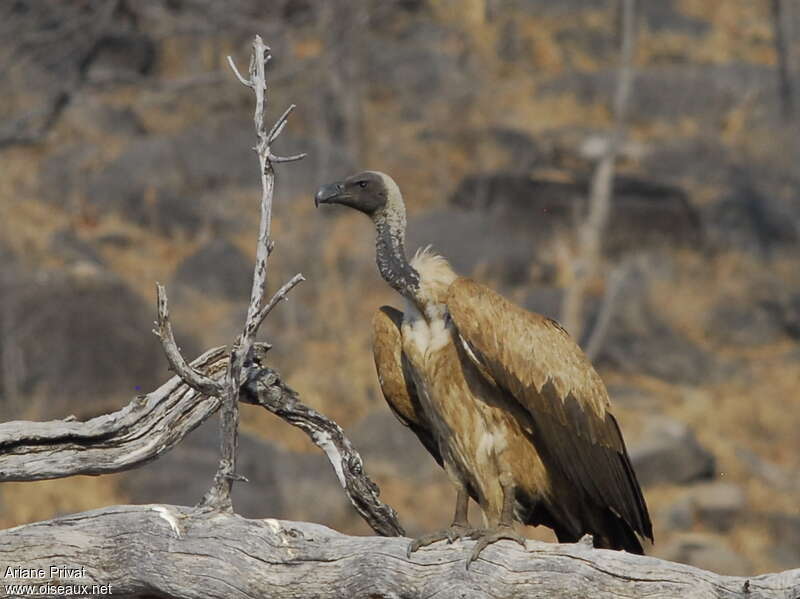 White-backed Vulturesubadult, identification