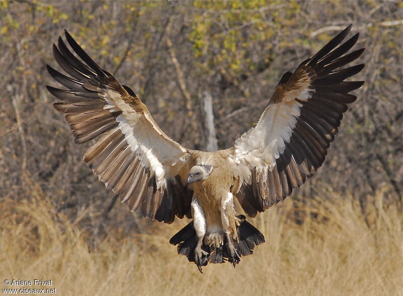 White-backed Vulture