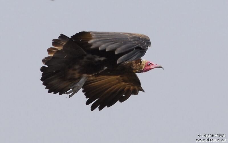 Hooded Vulture