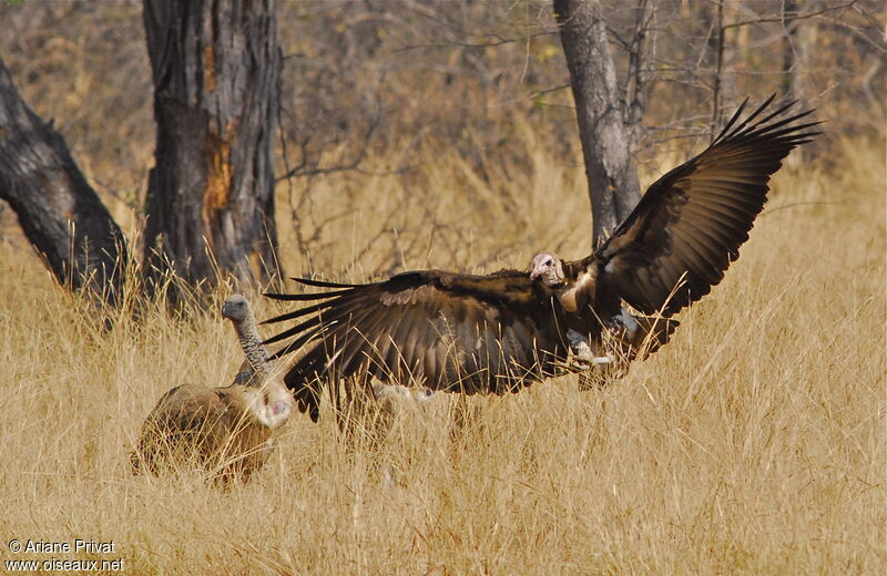 Hooded Vulture