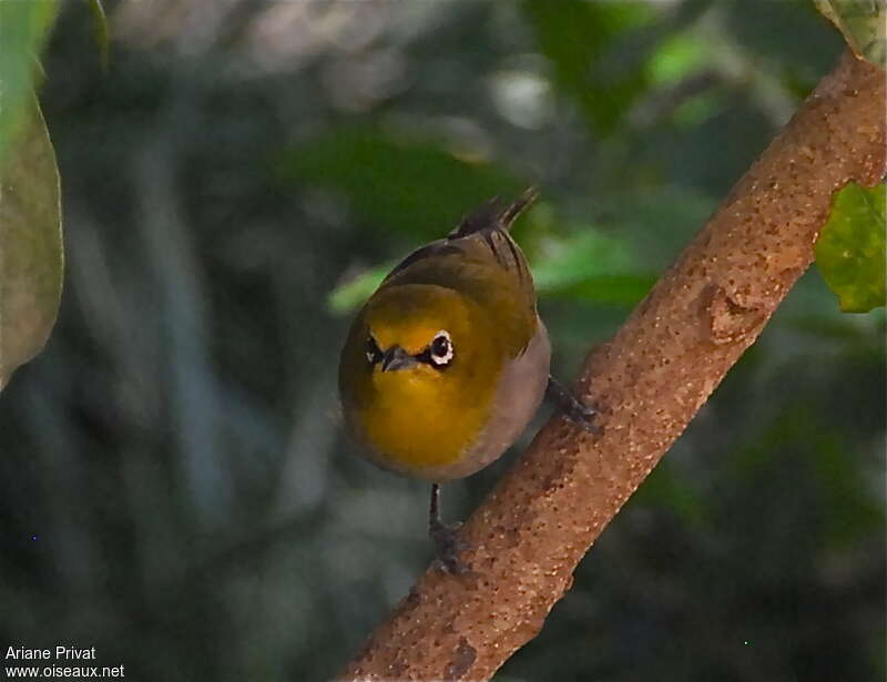 Heuglin's White-eyeadult, close-up portrait