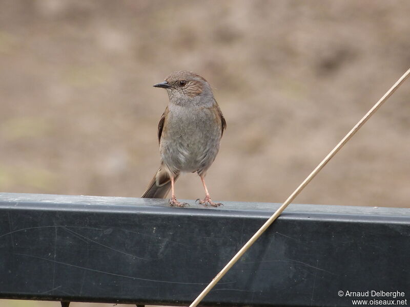 Dunnock