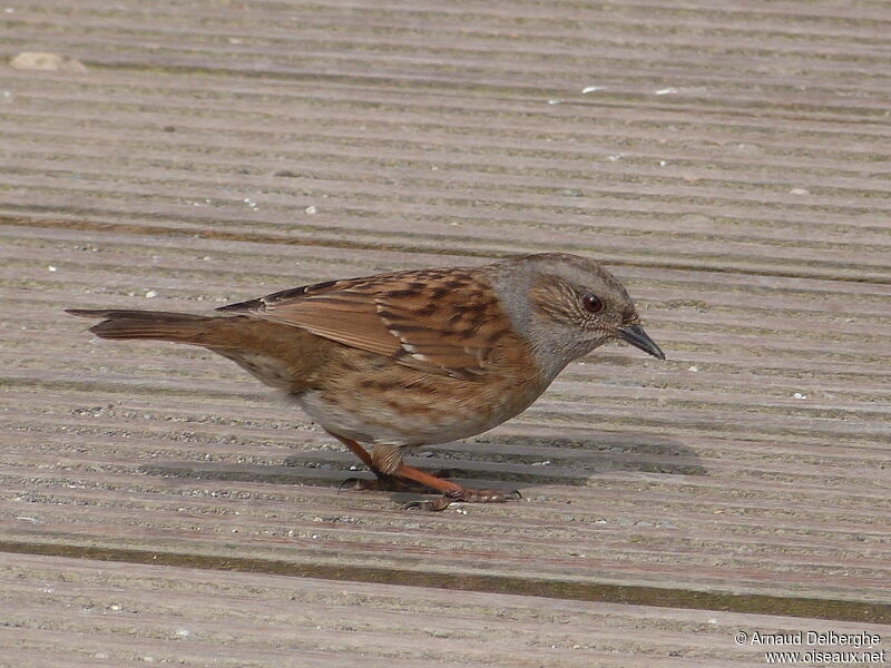 Dunnock