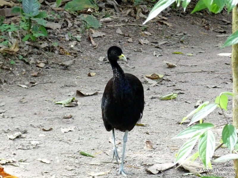 Pale-winged Trumpeter