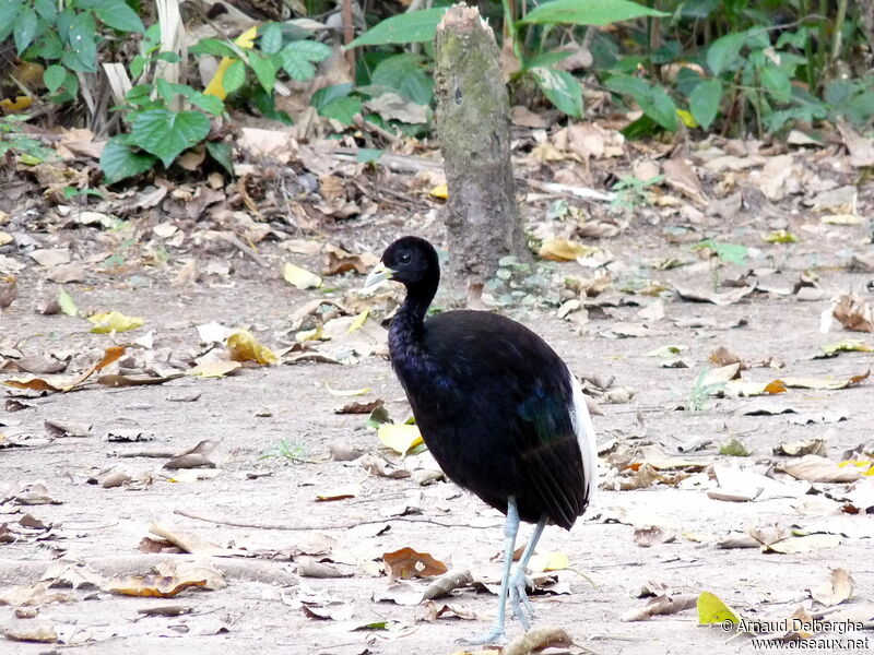 Pale-winged Trumpeter