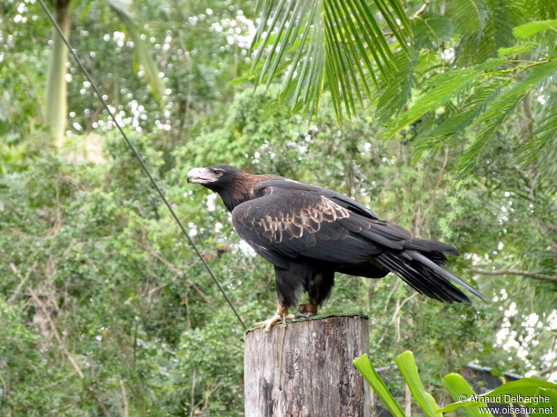 Aigle d'Australie