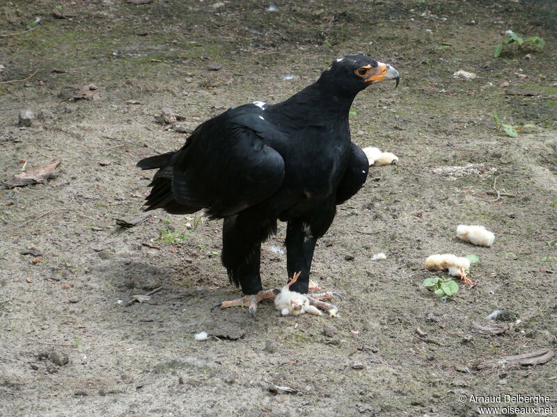 Aigle de Verreaux