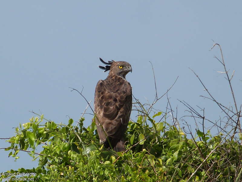 Aigle huppéadulte, pêche/chasse, Comportement