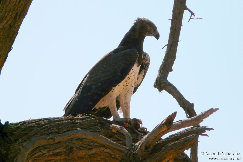 Martial Eagle