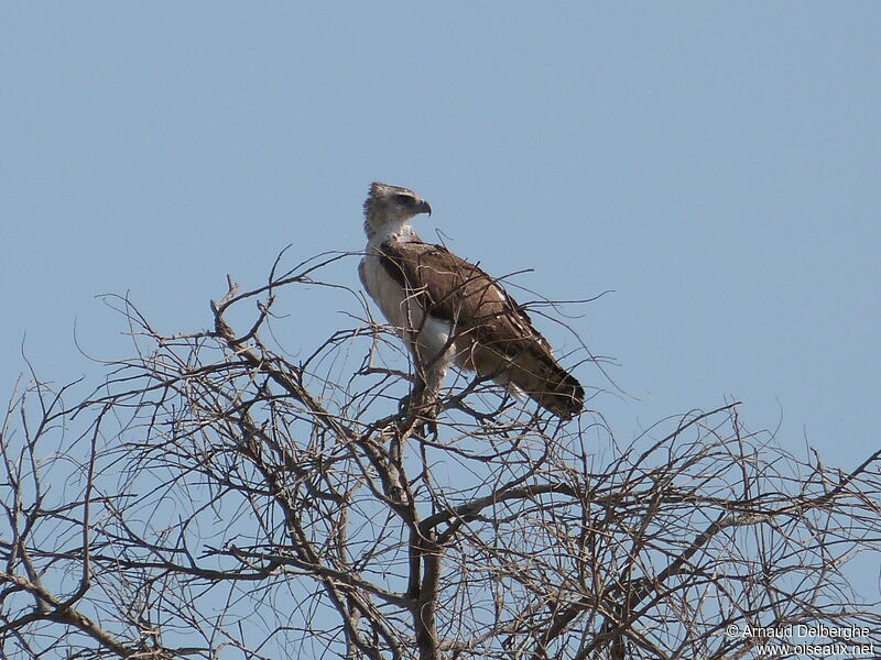 Martial Eagle