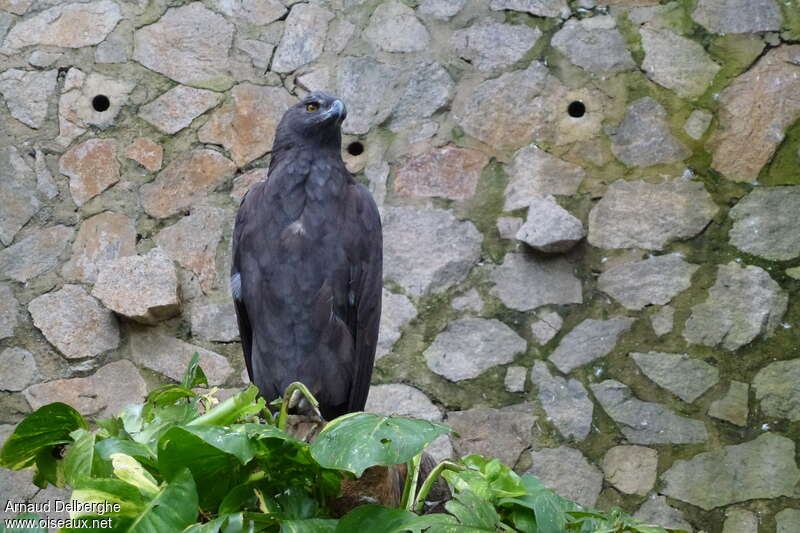 Aigle noiradulte, portrait