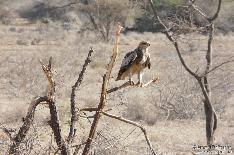 Tawny Eagle