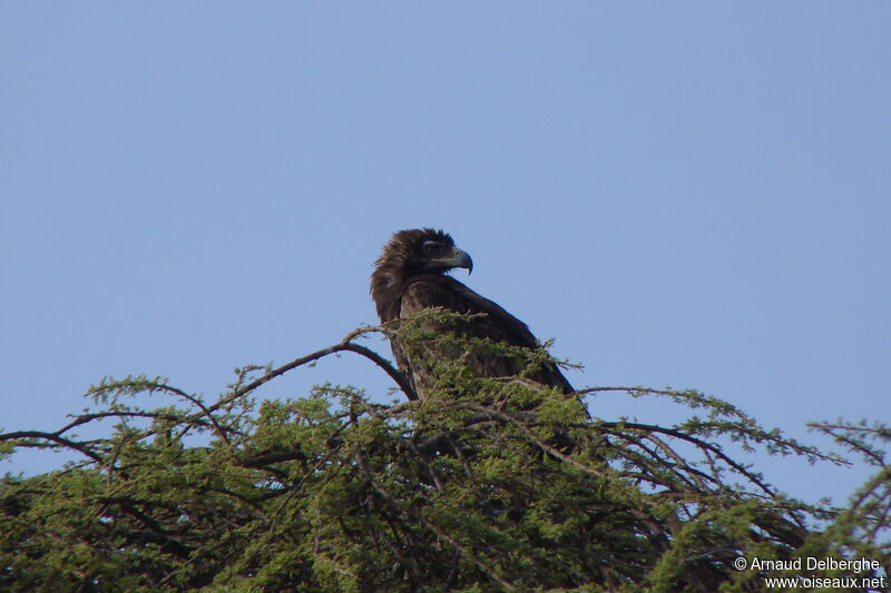 Tawny Eagle