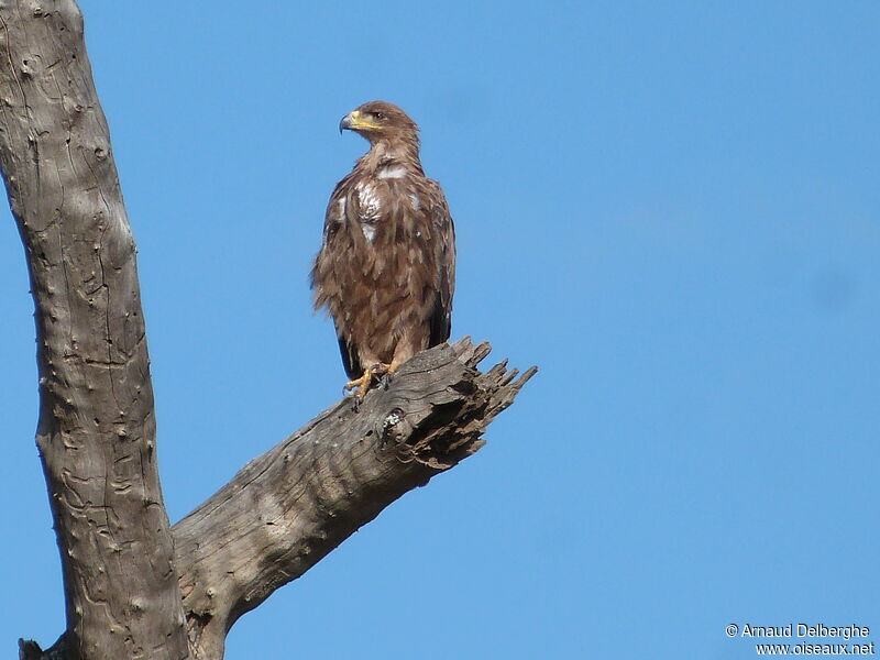 Tawny Eagle