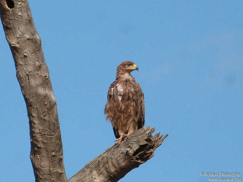 Tawny Eagle