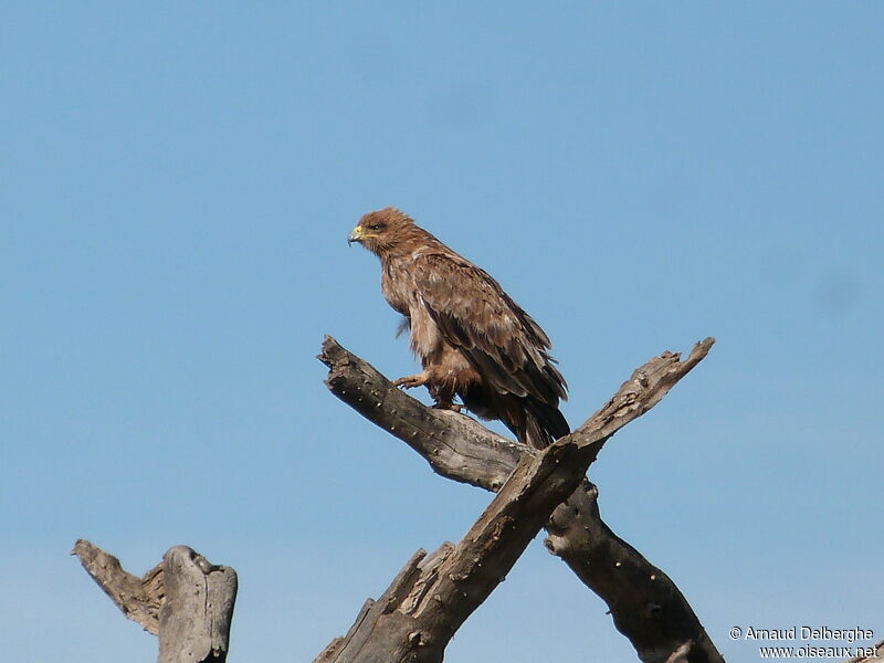 Aigle ravisseur