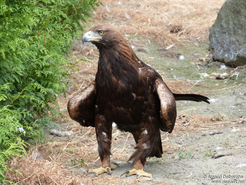 Golden Eagle