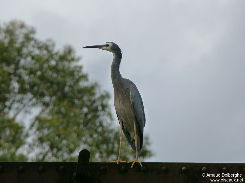 Aigrette à face blanche