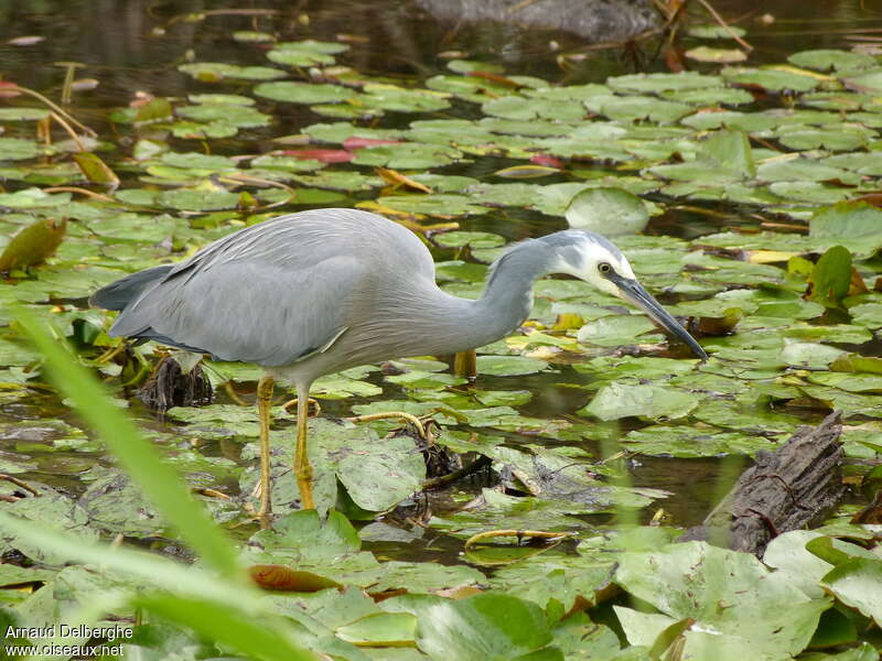 White-faced Heronadult, habitat, fishing/hunting