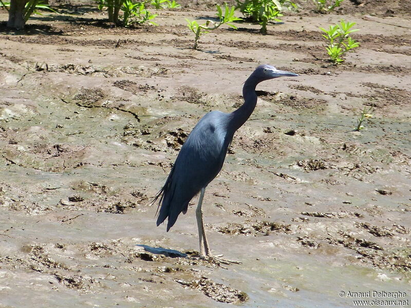 Little Blue Heron