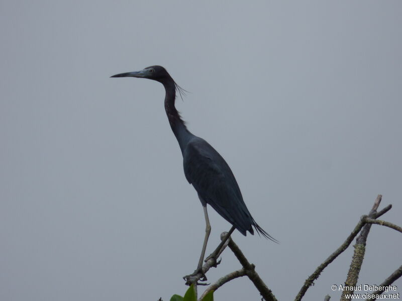 Aigrette bleue