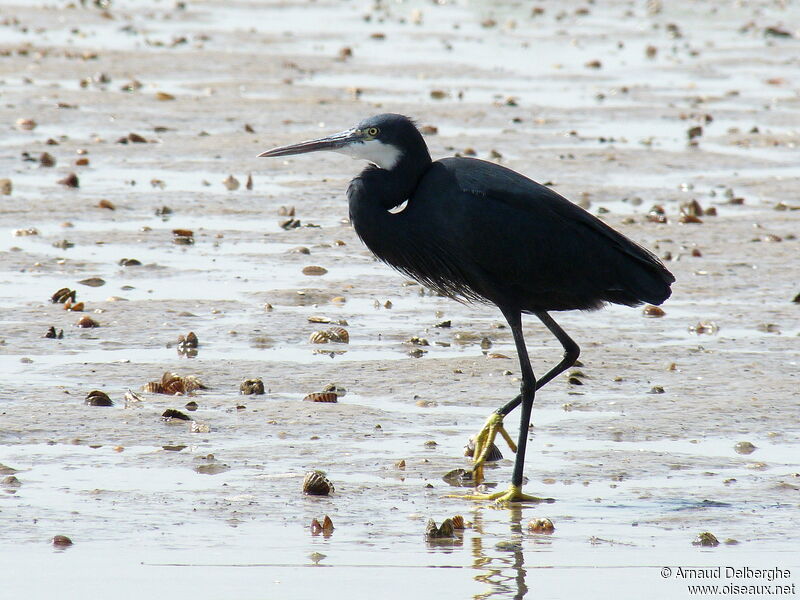 Aigrette des récifs