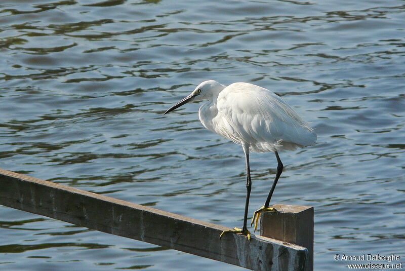 Aigrette garzette