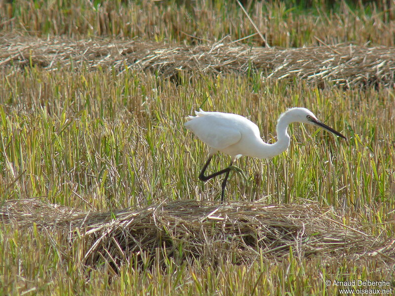 Little Egret