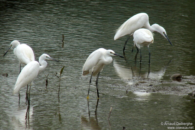 Little Egret