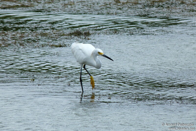 Snowy Egret