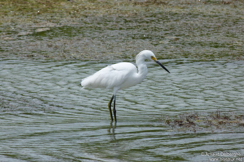 Aigrette neigeuse