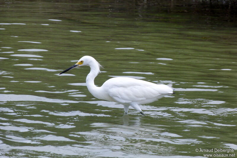 Aigrette neigeuse