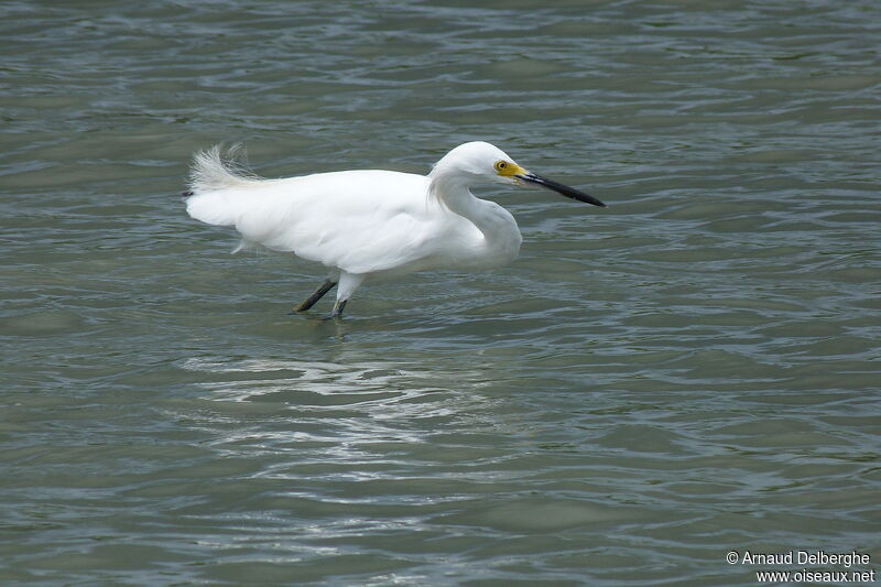 Snowy Egret