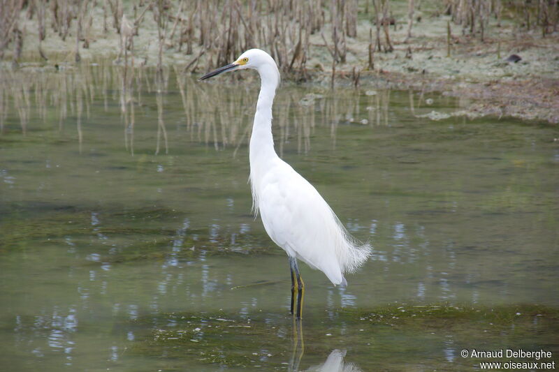 Aigrette neigeuse