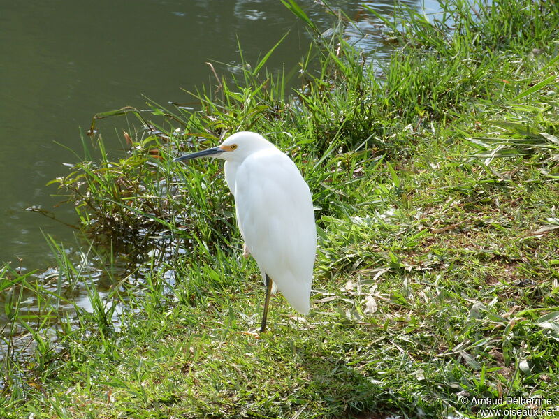 Snowy Egret