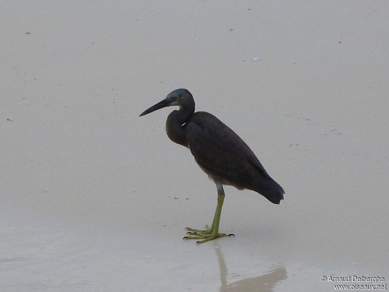 Pacific Reef Heron