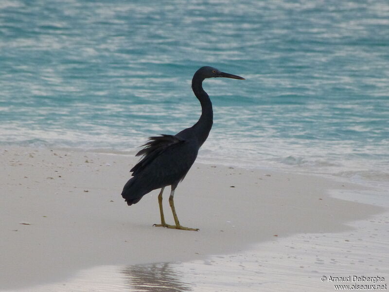 Pacific Reef Heron