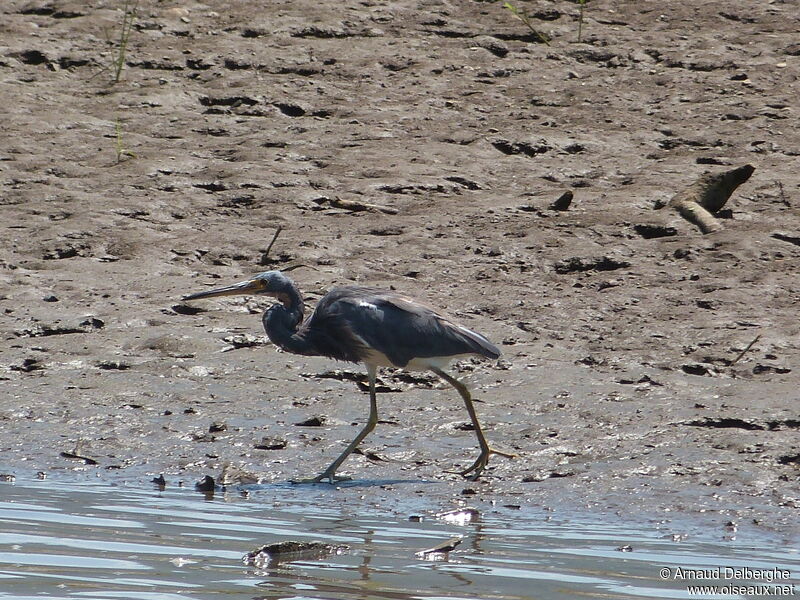 Tricolored Heron