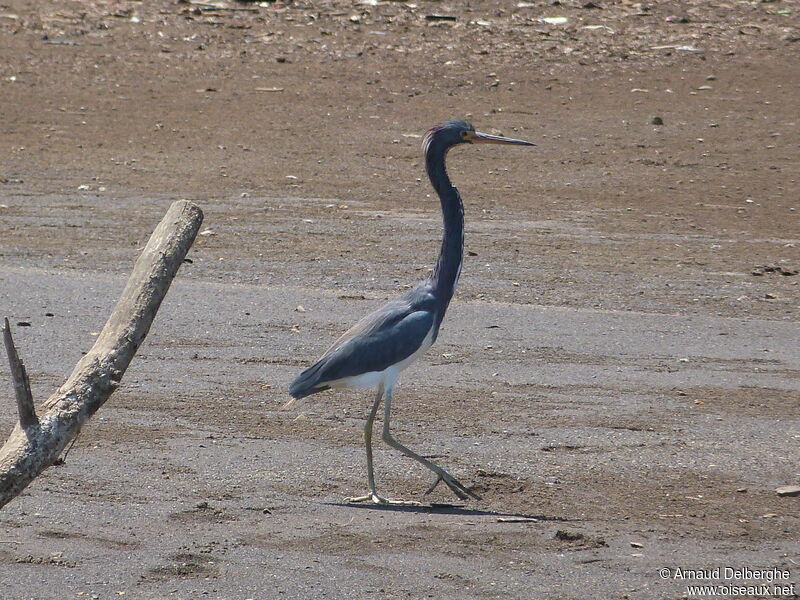 Aigrette tricolore