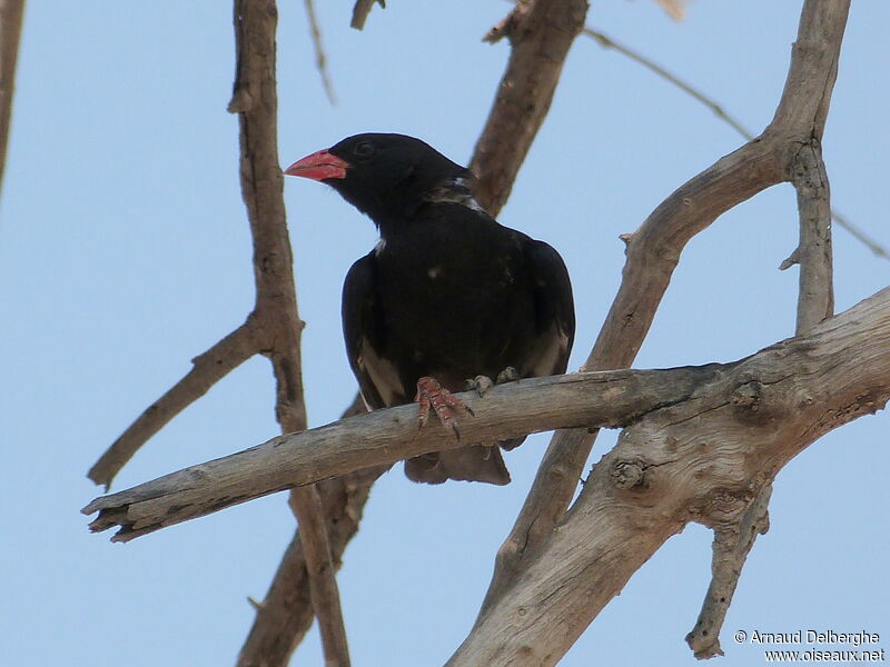 Red-billed Buffalo Weaver