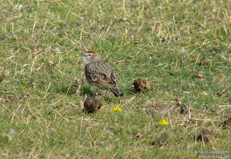 Red-capped Lark