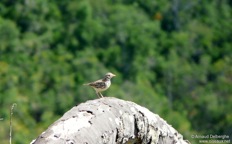 Alouette malgache