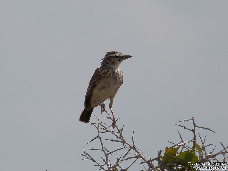 Sabota Lark