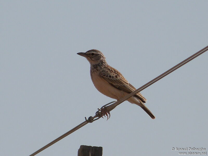 Sabota Lark