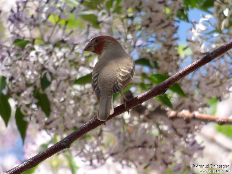 Red-headed Finch