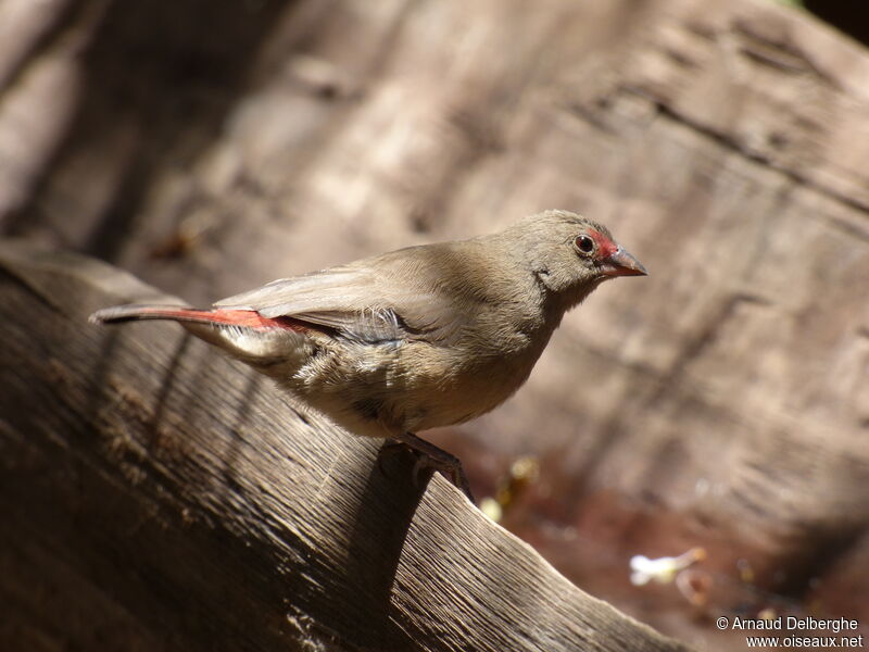 Red-billed Firefinch female